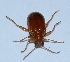  ( - VK35)  @12 [ ] Copyright (2013) Dr.G.D. Khedkar Paul Hebert Center for DNA Barcoding and Biodiversity Studies