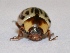  ( - SN5)  @12 [ ] Copyright (2013) Dr.G.D. Khedkar Paul Hebert Center for DNA Barcoding and Biodiversity Studies