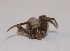  ( - PP12)  @12 [ ] Copyright (2013) Dr.G.D. Khedkar Paul Hebert Center for DNA Barcoding and Biodiversity Studies