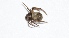  ( - PP12)  @12 [ ] Copyright (2013) Dr.G.D. Khedkar Paul Hebert Center for DNA Barcoding and Biodiversity Studies