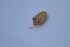  ( - AHS46)  @12 [ ] Copyright (2014) PHCDBS Paul Hebert Centre for DNA Barcoding and Biodiversity Studies