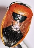  (Coridius janus - AHS427)  @11 [ ] Copyright (2015) PHCDBS Paul Hebert Center for DNA Barcoding and Biodiversity Studies