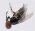  ( - M2SH25)  @12 [ ] Copyright (2013) Dr.G.D. Khedkar Paul Hebert Center for DNA Barcoding and Biodiversity Studies