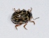  ( - M3DH18)  @12 [ ] Copyright (2013) Dr.G.D. Khedkar Paul Hebert Center for DNA Barcoding and Biodiversity Studies
