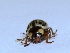  ( - M3DH18)  @12 [ ] Copyright (2013) Dr.G.D. Khedkar Paul Hebert Center for DNA Barcoding and Biodiversity Studies