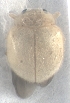  (Amida - LB 187)  @11 [ ] Copyright (2019) Department of Zoology, Shivaji University, Kolhapur Paul Hebert Centre For DNA Barcoding And Biodiversity Studies