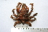  (Pisa nodipes - ASCB110-78)  @13 [ ] Unspecified (default): All Rights Reserved  Unspecified Unspecified