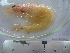  ( - ASCB0606-35)  @13 [ ] Unspecified (default): All Rights Reserved  Unspecified Unspecified