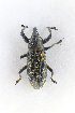  (Lixus bituberosus - CASENT0838018-D01)  @11 [ ] CreativeCommons  Attribution (2021) California Academy of Sciences California Academy of Sciences