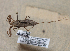  (Laccotrephes - MBCENT0000194-D01)  @11 [ ] CreativeCommons  Attribution Non-Commercial Share-Alike (2020) California Academy of Sciences California Academy of Sciences