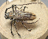  (Batocera rubus - MBCENT0000460-D01)  @11 [ ] CreativeCommons  Attribution Non-Commercial Share-Alike (2020) Michele Esposito California Academy of Sciences