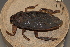  (Leptocerus scutatum - MBCENT0000601-D01)  @11 [ ] CreativeCommons  Attribution Non-Commercial Share-Alike (2020) California Academy of Sciences California Academy of Sciences