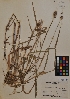  ( - MIRL11-Cech-01-01)  @11 [ ] Unspecified (default): All Rights Reserved  Unspecified Unspecified