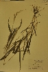 (Eriochloa - MIRL11-Evil-06-01)  @11 [ ] Unspecified (default): All Rights Reserved  Unspecified Unspecified