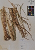  ( - MIRL11-Pdil-01-01)  @11 [ ] Unspecified (default): All Rights Reserved  Unspecified Unspecified