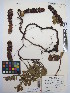  (Kopsiopsis - MIRL13-Bhoo-05)  @11 [ ] Copyright (2018) Unspecified Canadian Food Inspection Agency