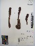  (Boschniakia - MIRL13-Bros-07)  @11 [ ] Copyright (2018) Unspecified Canadian Food Inspection Agency