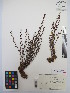  ( - MIRL13-Evir-01)  @11 [ ] Copyright (2018) Unspecified Canadian Food Inspection Agency