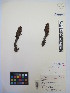  ( - MIRL13-Olud-03)  @11 [ ] Copyright (2018) Unspecified Canadian Food Inspection Agency