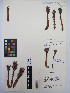  ( - MIRL13-Olud-05)  @11 [ ] Copyright (2018) Unspecified Canadian Food Inspection Agency