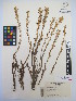  (Orobanche ramosa - MIRL13-Oram-04)  @11 [ ] Copyright (2018) Unspecified Canadian Food Inspection Agency