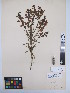  (Striga hermonthica - MIRL13-Sher-01)  @11 [ ] Unspecified (default): All Rights Reserved  Unspecified Unspecified