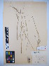  (Nassella neesiana - MIRL14-Nnee-04)  @11 [ ] Unspecified (default): All Rights Reserved  Unspecified Unspecified