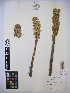  ( - MIRL14-Ocre-03)  @11 [ ] Unspecified (default): All Rights Reserved  Unspecified Unspecified