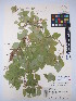  ( - MIRL15-Abrac-02)  @11 [ ] Copyright (2018) Unspecified Canadian Food Inspection Agency