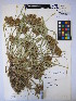  ( - MIRL15-Codo-03)  @11 [ ] Copyright (2018) Unspecified Canadian Food Inspection Agency