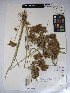  ( - MIRL15-Codo-06)  @11 [ ] Copyright (2018) Unspecified Canadian Food Inspection Agency
