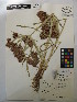  ( - MIRL15-Codo-07)  @11 [ ] Copyright (2018) Unspecified Canadian Food Inspection Agency