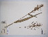  (Paspalum paniculatum - MIRL15-Ppan-03)  @11 [ ] Copyright (2018) Unspecified Canadian Food Inspection Agency