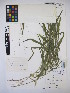  ( - MIRL16-Lvir-04)  @11 [ ] Copyright (2018) Unspecified Canadian Food Inspection Agency