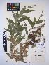 ( - MIRL16-Pcae-05)  @11 [ ] Copyright (2018) Unspecified Canadian Food Inspection Agency