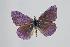  (Polyommatus hamadanensis - ARLY-144b-001)  @13 [ ] Unspecified (default): All Rights Reserved  Unspecified Unspecified