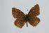  (Polyommatus ardschira - ARLY-168b-001)  @13 [ ] Unspecified (default): All Rights Reserved  Unspecified Unspecified