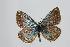  (Polyommatus klausschuriani - ARLY-0126-001)  @13 [ ] Unspecified (default): All Rights Reserved  Unspecified Unspecified