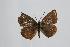  (Polyommatus glaucias - ARLY-0163-001)  @13 [ ] Unspecified (default): All Rights Reserved  Unspecified Unspecified