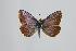  (Polyommatus arasbarani - ARLY-0100-002)  @13 [ ] Unspecified (default): All Rights Reserved  Unspecified Unspecified