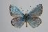  (Polyommatus elbursicus - ARLY-188b-001)  @13 [ ] Unspecified (default): All Rights Reserved  Unspecified Unspecified