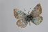  (Polyommatus baytopi - ARLY-146a-001)  @13 [ ] Unspecified (default): All Rights Reserved  Unspecified Unspecified