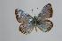  (Polyommatus turcicola - ARLY-146a-002)  @13 [ ] Unspecified (default): All Rights Reserved  Unspecified Unspecified