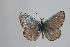  (Polyommatus huberti - ARLY-146b-002)  @13 [ ] Unspecified (default): All Rights Reserved  Unspecified Unspecified