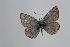  (Polyommatus iphigenia - ARLY-169a-002)  @13 [ ] Unspecified (default): All Rights Reserved  Unspecified Unspecified