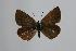  (Polyommatus bilgini - ARLY-203c-001)  @13 [ ] Unspecified (default): All Rights Reserved  Unspecified Unspecified
