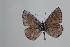  (Polyommatus kanduli - ARLY-085a-003)  @13 [ ] Unspecified (default): All Rights Reserved  Unspecified Unspecified