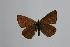  (Polyommatus firdussii - ARLY-9999-012)  @13 [ ] Unspecified (default): All Rights Reserved  Unspecified Unspecified