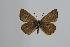  (Polyommatus aedon - ARLY-0210-001)  @14 [ ] Unspecified (default): All Rights Reserved  Unspecified Unspecified
