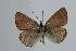  (Polyommatus myrrhinus - ARLY-070a-001)  @13 [ ] Unspecified (default): All Rights Reserved  Unspecified Unspecified